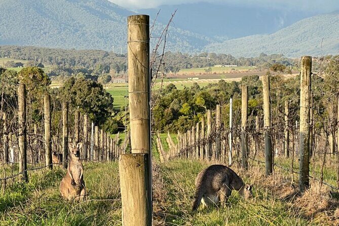 Melbourne Yarra Valley Wineries Explore Private Tour - Exploring the Itinerary in Detail