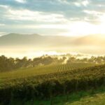 Melbourne: Yarra Valley Wineries Private Day Tour - Melbourne: Yarra Valley Wineries Private Day Tour — A Deep Dive into Victoria’s Wine Paradise