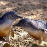 Melbourne Zoo: 1-Day Entry Ticket - Who Is This Experience Best For?