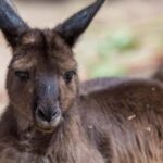 Melbourne Zoo: Australian Wildlife Experience Ticket - What This Tour Means for You