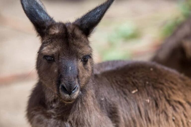 Melbourne Zoo: Australian Wildlife Experience Ticket - What This Tour Means for You