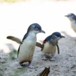 Melbourne Zoo General Entry Ticket - The Itinerary in Detail