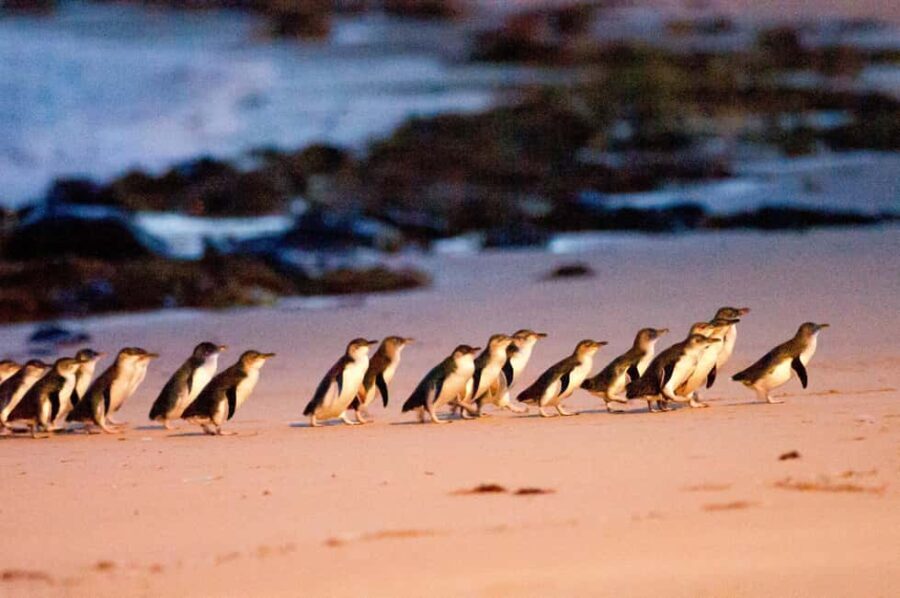 MelbournePhillip Island Tour 1 Day Tour - Transportation and Group Size