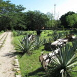 Merida: Yucatan Cenotes and Hacienda Full-Day Trip with Food - Final Thoughts
