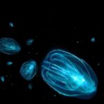 Merritt Island: Bioluminescent Paddle Raft Tour - The Value of the Experience