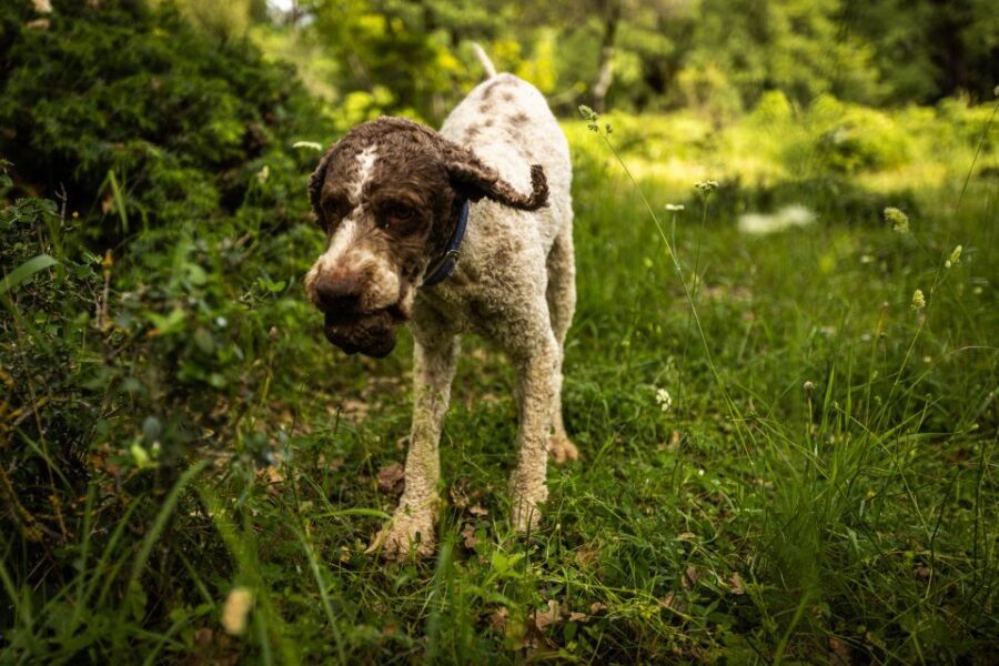 Meteora Truffle Hunting Experience with Lunch & Museum Visit - An In-Depth Look at the Truffle Experience