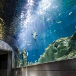 Mexico City: Entry Ticket to Acuario Michin - Practical Details and Tips for Your Visit
