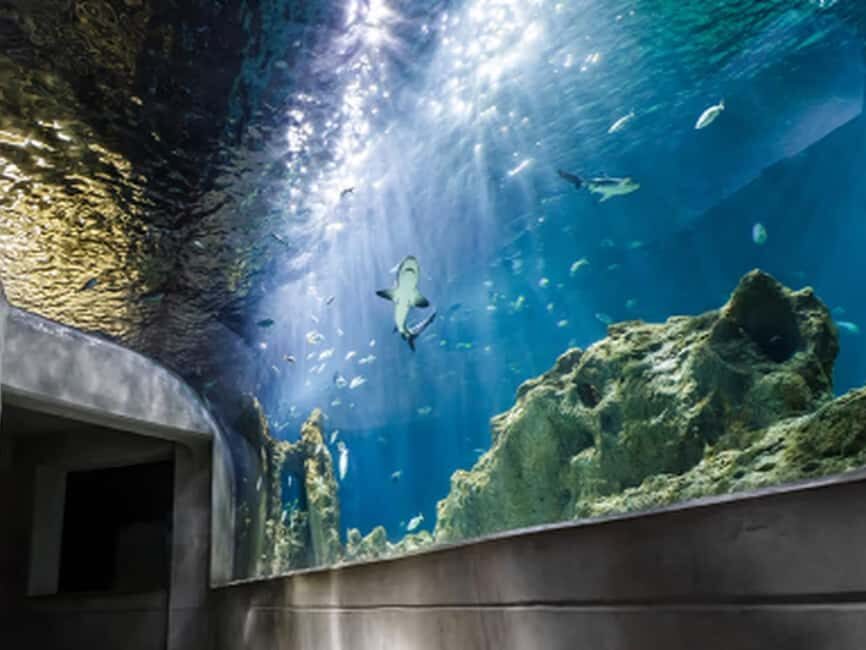 Mexico City: Entry Ticket to Acuario Michin - Practical Details and Tips for Your Visit