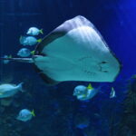 Mexico City: Fast Pass Ticket to Acuarium Inbursa - What to Expect from Your Visit to Inbursa Aquarium with a Fast Pass