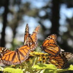 Mexico City: Monarch Butterflies, Sierra Chincua & Angangueo - The Sum Up