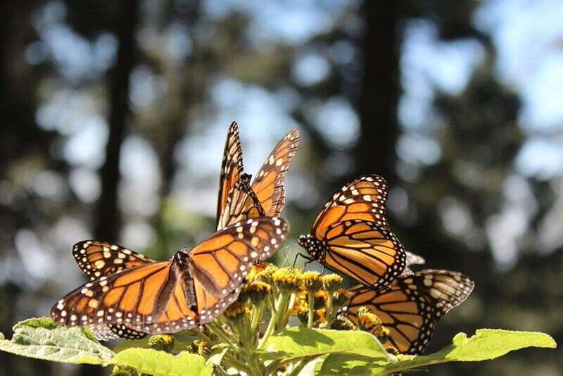 Mexico City: Monarch Butterflies, Sierra Chincua & Angangueo - The Sum Up