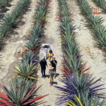 Mezcal Tour Oaxaca - How Does the Tour Offer Value?