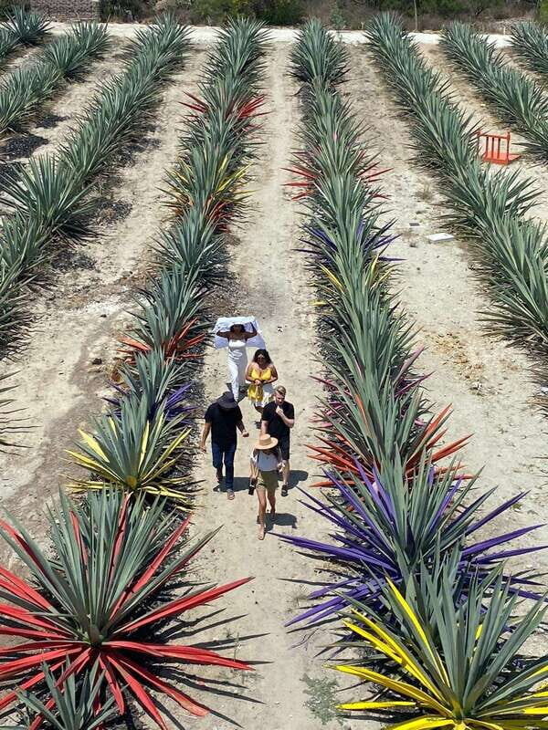 Mezcal Tour Oaxaca - How Does the Tour Offer Value?