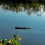Miami: Alligator Spotting Airboat with Pick-Up/Drop-off - Authentic Experiences from Travelers