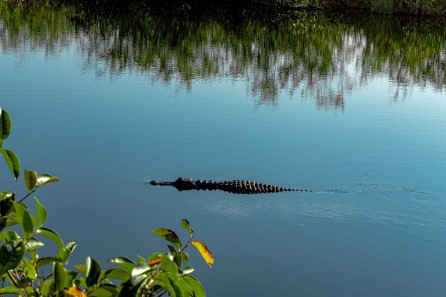 Miami: Alligator Spotting Airboat with Pick-Up/Drop-off - Authentic Experiences from Travelers