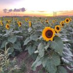 Miami ATV Adventure- Free Passenger & Ski Mask - An In-Depth Look at the Miami ATV Adventure