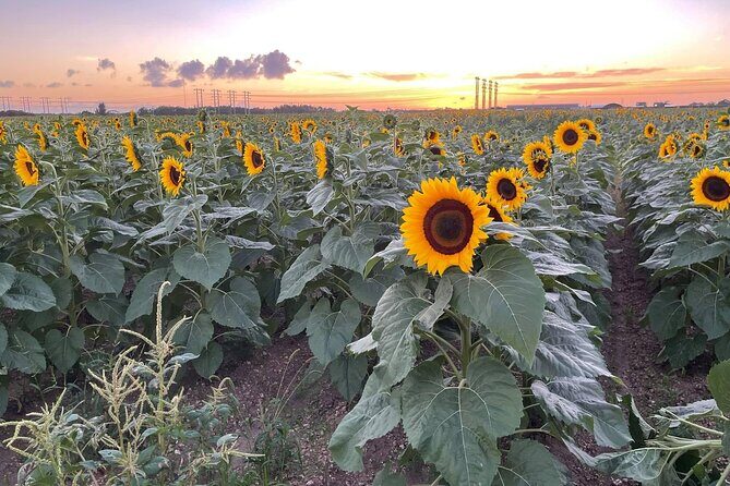 Miami ATV Adventure- Free Passenger & Ski Mask - An In-Depth Look at the Miami ATV Adventure
