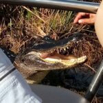 Miami: Everglades Full-Day Tour with 2 Boat Trips and Lunch - The Airboat Ride: Into the “River of Grass”