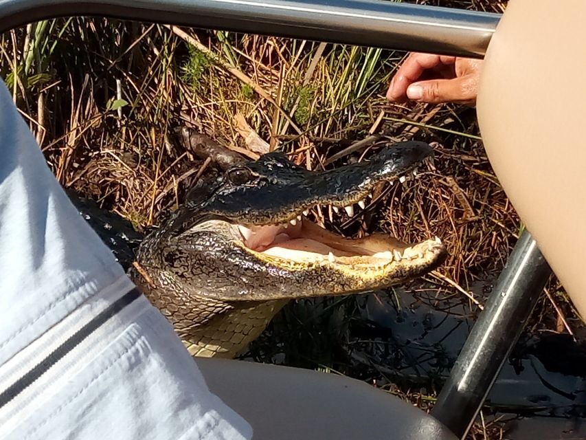 Miami: Everglades Full-Day Tour with 2 Boat Trips and Lunch - The Airboat Ride: Into the “River of Grass”