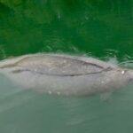 Miami: Manatee Season Paddleboard or Kayak Tour - Final Thoughts: Is This Tour Right for You?