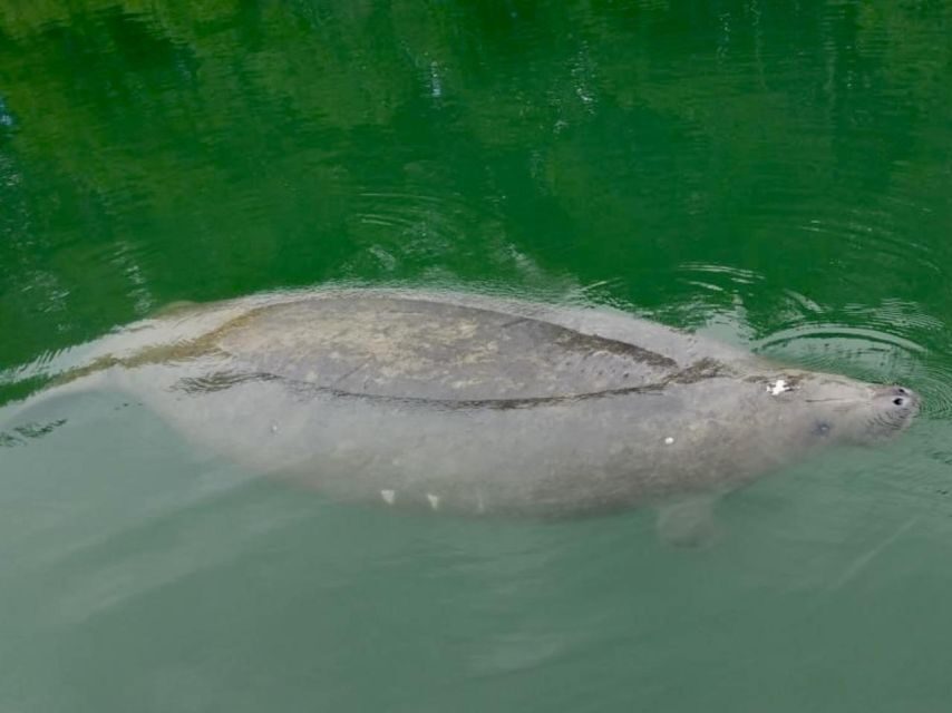Miami: Manatee Season Paddleboard or Kayak Tour - Final Thoughts: Is This Tour Right for You?