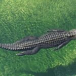 Miami: Small Group Tour w/Everglades, Little Havana & Cruise - A Detailed Breakdown of the Tour Experience