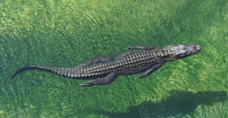 Miami: Small Group Tour w/Everglades, Little Havana & Cruise - A Detailed Breakdown of the Tour Experience