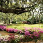 Middleton Place Tour with Lunch and Transportation - Authentic Insights from Travelers