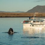 Midnight Sun Whale Watching from Reykjavik - The Sum Up