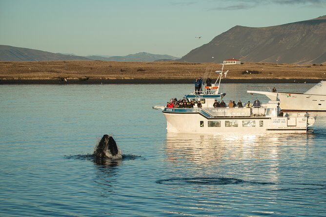 Midnight Sun Whale Watching from Reykjavik - The Sum Up