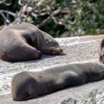 Milford Sound Extended Cruise with Southern Discoveries - Who Is This Tour Best For?