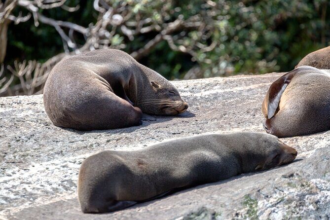 Milford Sound Extended Cruise with Southern Discoveries - Who Is This Tour Best For?