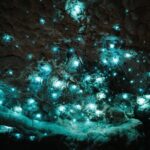 Milky Way Glowworm Cave Tour - FAQs About the Milky Way Glowworm Cave Tour