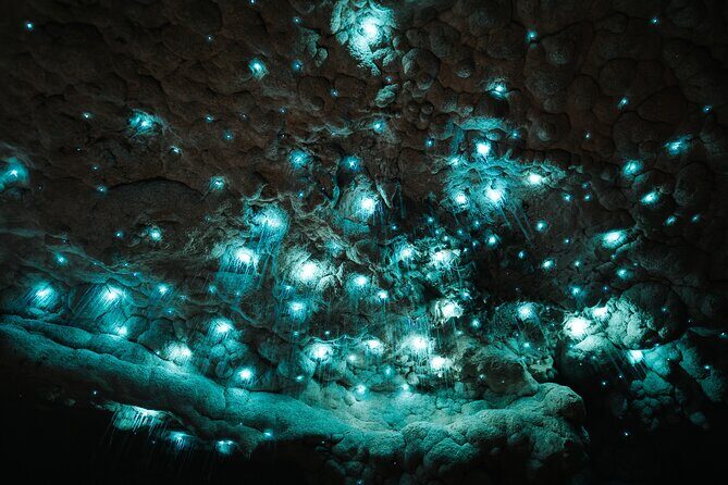 Milky Way Glowworm Cave Tour - FAQs About the Milky Way Glowworm Cave Tour