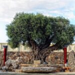 Minoan Day Experience - The Pre-Show Treats: Tasting the Past