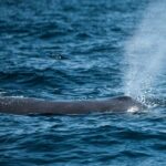 Mobulas and Cetaceans Day Trip - The Experience in Review: What Travelers Say