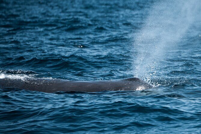 Mobulas and Cetaceans Day Trip - The Experience in Review: What Travelers Say