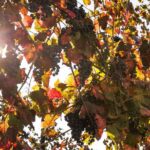 Modena area: Balsamic Vinegar Aceto Tasting Experience - Final Thoughts