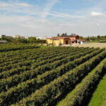 Modena: guided tour and tasting of superb Balsamic Vinegar - Practical Details and Tips