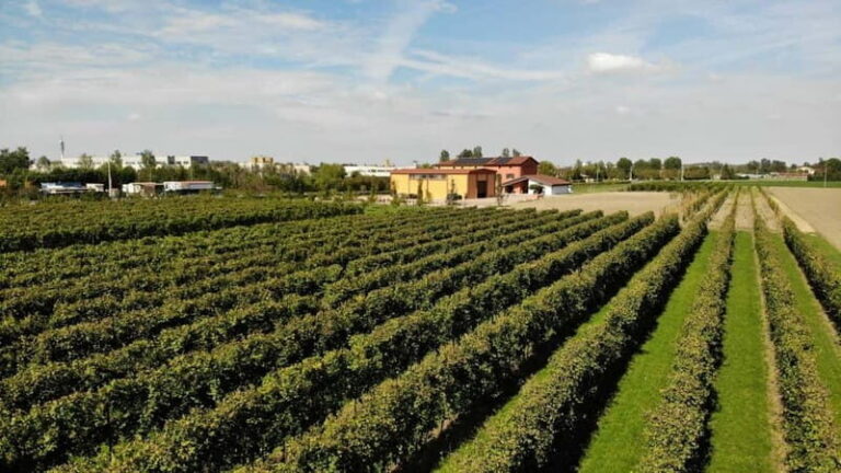 Modena: guided tour and tasting of superb Balsamic Vinegar - Practical Details and Tips
