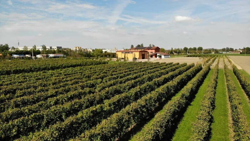 Modena: guided tour and tasting of superb Balsamic Vinegar - Practical Details and Tips