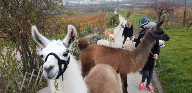 Mödling/Vienna: Scenic Guided Hike with Alpacas and Llamas - Exploring the Experience in Detail