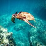 Molokini Snorkel Trip 2-Hour From Kihei - Who Will Love This Trip?