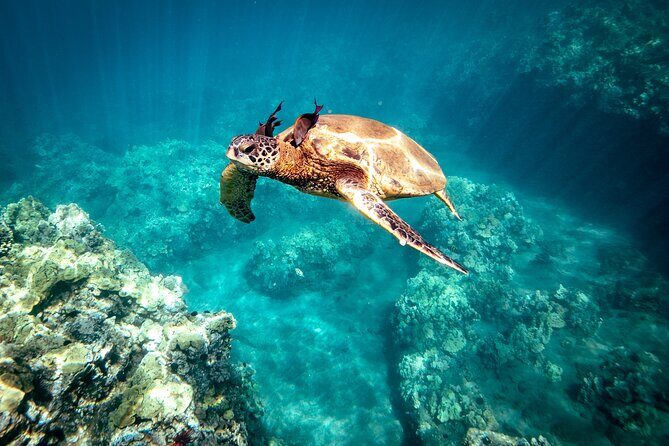 Molokini Snorkel Trip 2-Hour From Kihei - Who Will Love This Trip?