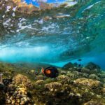 Molokini & Turtle Adventure: Small Group from Ma'alaea Harbor - An In-Depth Look at the Molokini & Turtle Adventure