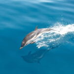 Monaco : Cetacean Watching Boat Cruise - Detailed Breakdown of the Itinerary