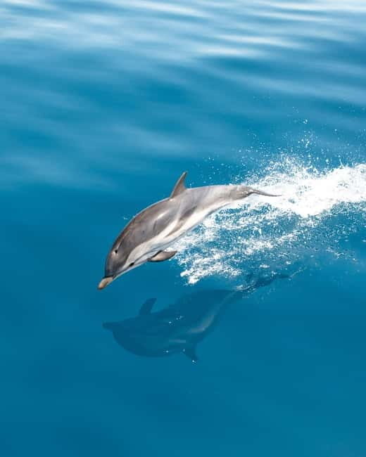 Monaco : Cetacean Watching Boat Cruise - Detailed Breakdown of the Itinerary