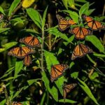 Monarch Butterfly Sanctuary Day Trip from Mexico City - Final Thoughts: Who Should Consider This Tour?