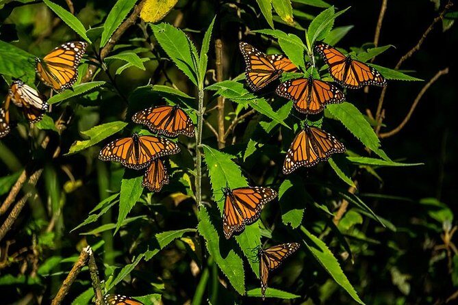Monarch Butterfly Sanctuary Day Trip from Mexico City - Final Thoughts: Who Should Consider This Tour?