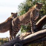 Monarto Safari Park: Cheetah Experience - Who Will Love This Tour?
